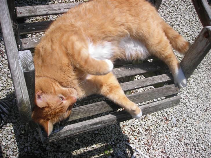 Huskat Paplo Picasso - jeg er bare træt hele tiden var...? billede 3