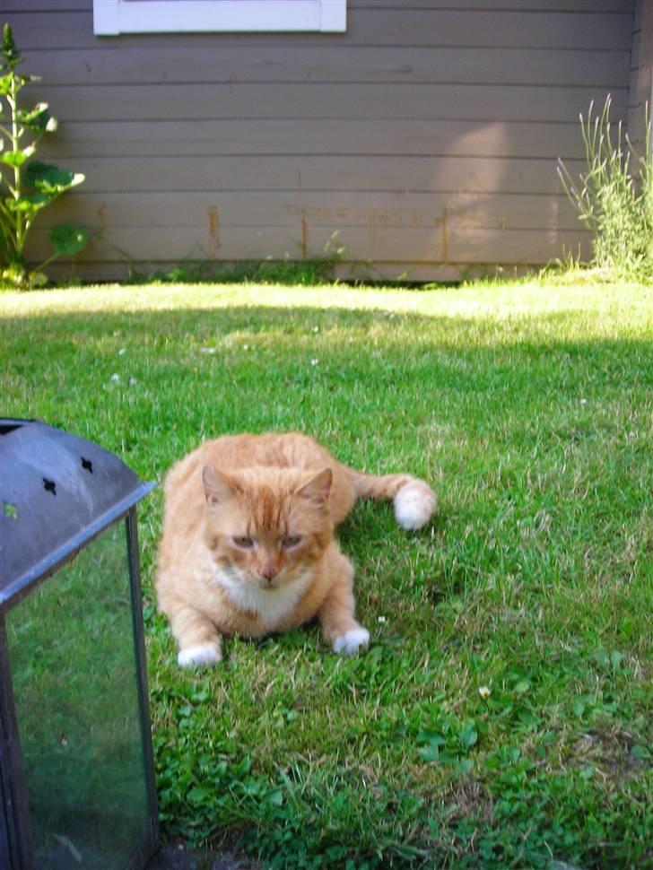 Huskat Paplo Picasso - jeg er en tiger billede 5