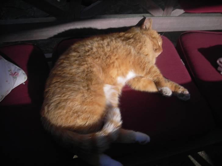 Huskat Paplo Picasso - dejlige puder... billede 6