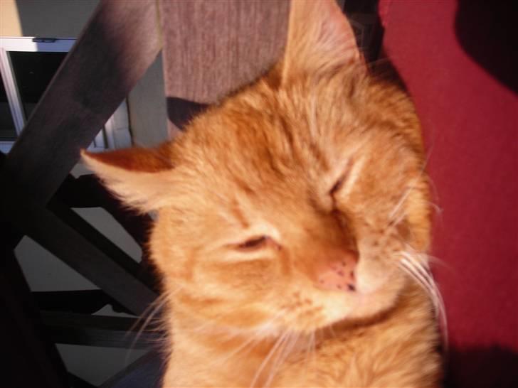 Huskat Paplo Picasso - se mig lige... billede 7