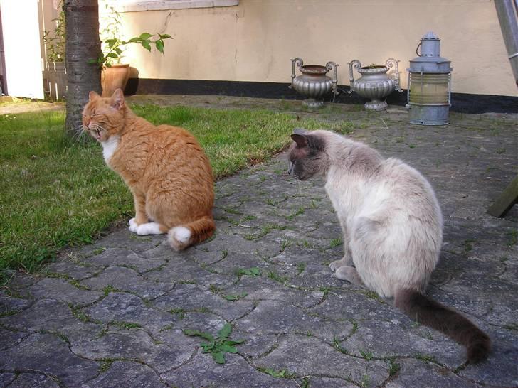 Huskat Paplo Picasso - Arrrr hvor er jeg træt billede 8