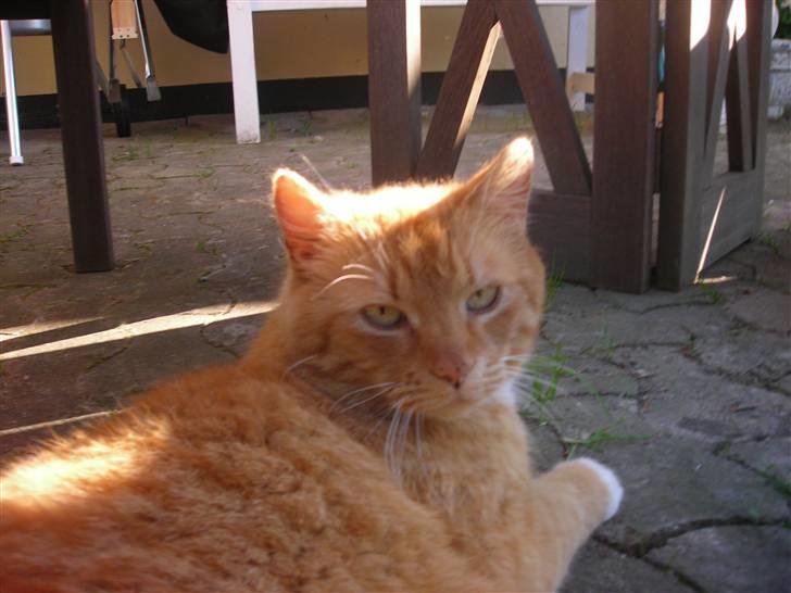 Huskat Paplo Picasso - Pas på jeg er meget farlig.. billede 9