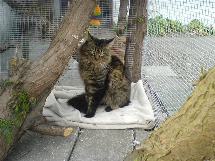 Maine Coon Chester solgt billede 1