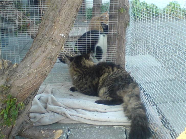 Maine Coon Chester solgt billede 2