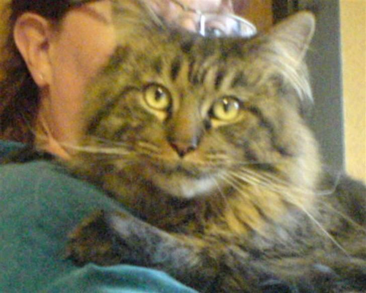Maine Coon Chester solgt billede 3
