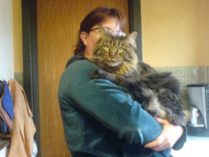 Maine Coon Chester solgt billede 4