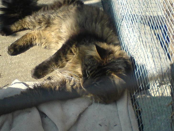 Maine Coon Chester solgt billede 5