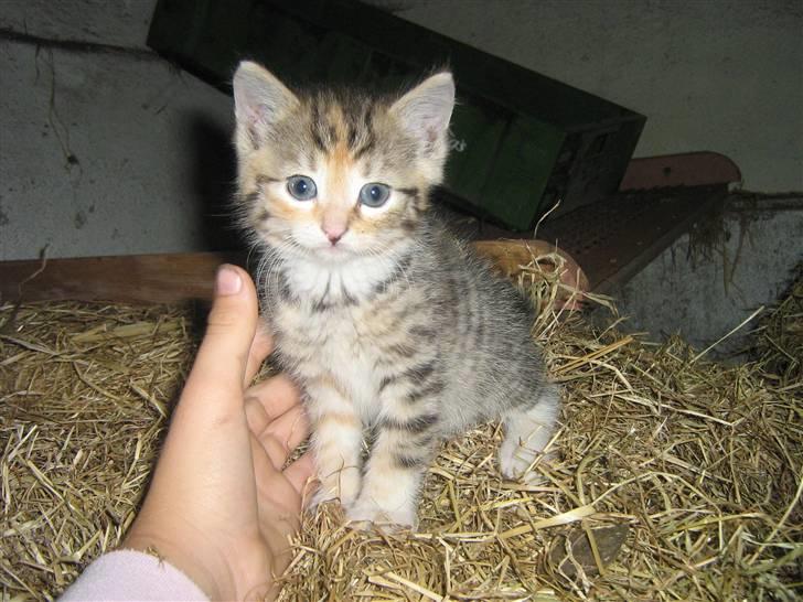 Huskat mille - hejj hvad har du der:? billede 1