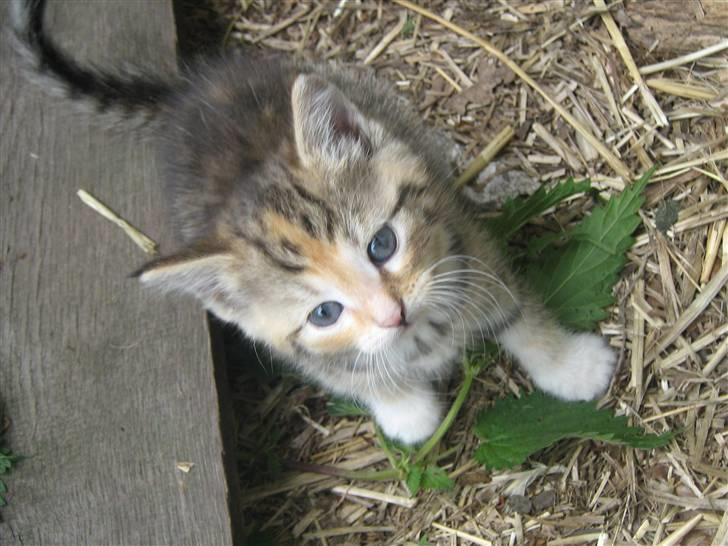 Huskat mille - Uhhh billede 2