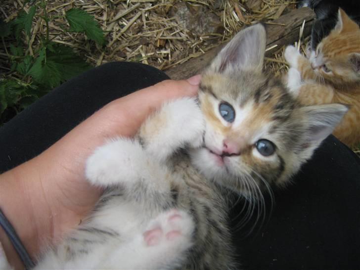 Huskat mille billede 3