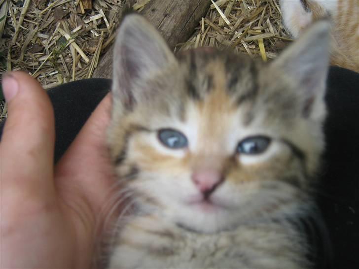 Huskat mille billede 4