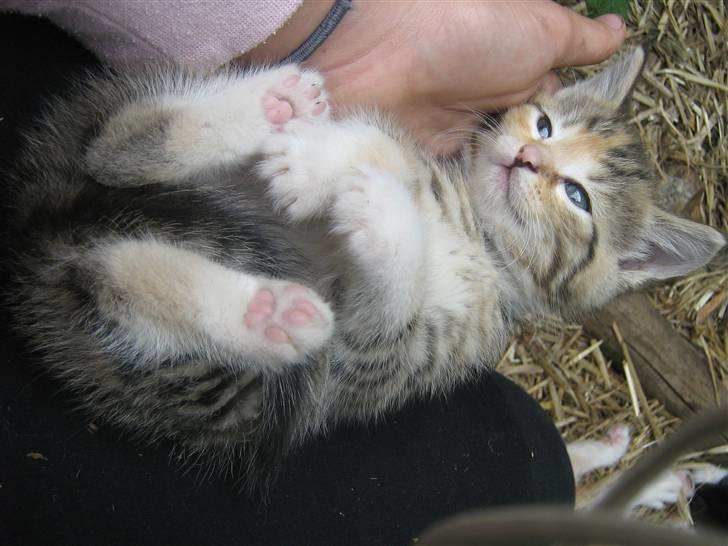 Huskat mille billede 5