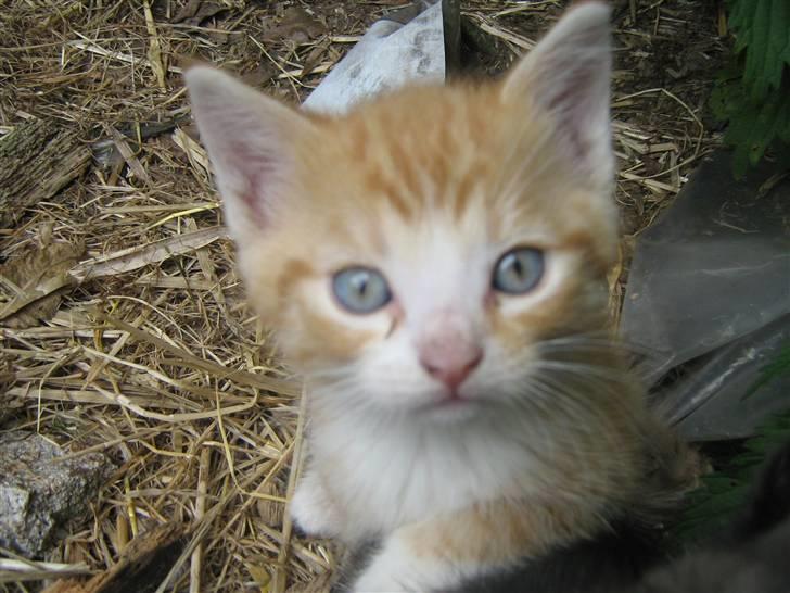 Huskat ollie billede 1