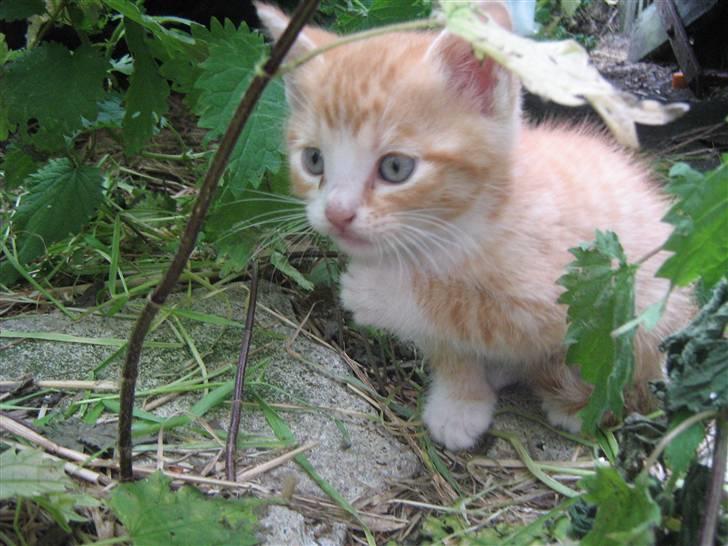 Huskat ollie billede 2