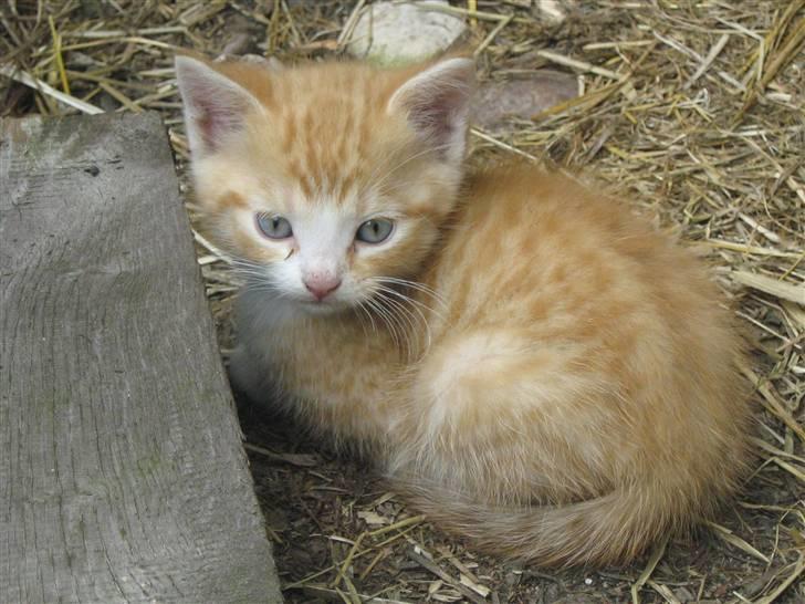 Huskat ollie billede 3