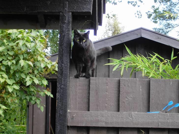 Huskat Mimi billede 1