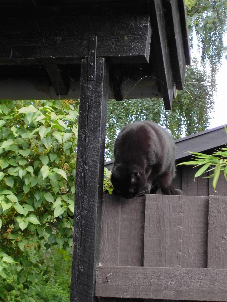 Huskat Mimi billede 2