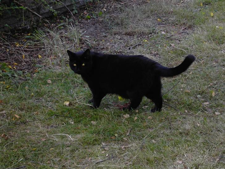 Huskat Mimi billede 3