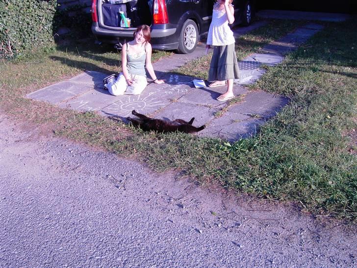 Huskat Mimi billede 5