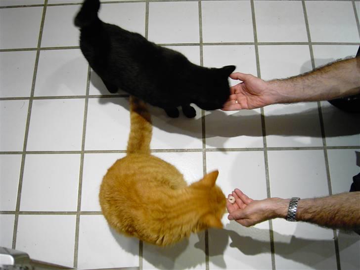 Huskat Mimi billede 6