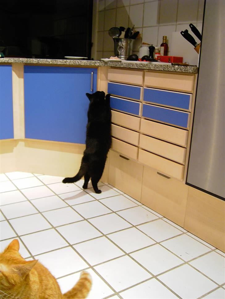 Huskat Mimi billede 7