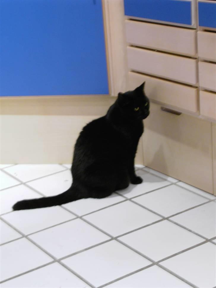 Huskat Mimi billede 8