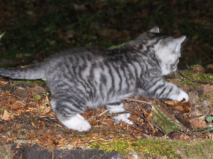 Blanding af racer Yankie billede 2