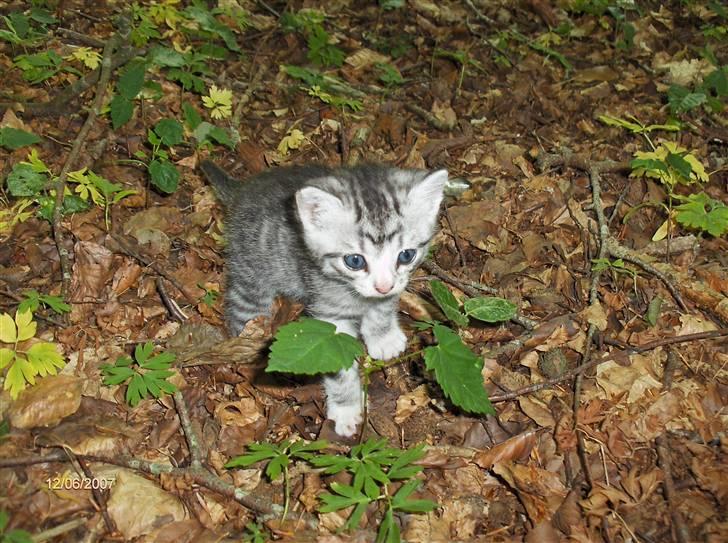 Blanding af racer Yankie billede 3