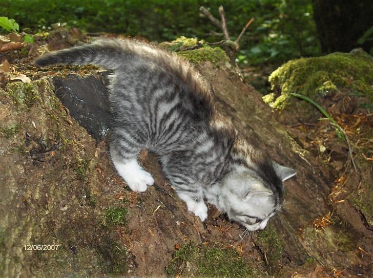 Blanding af racer Yankie billede 4