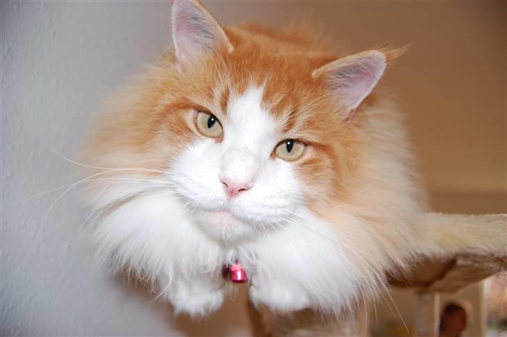 Maine Coon Durango - Durango billede 1