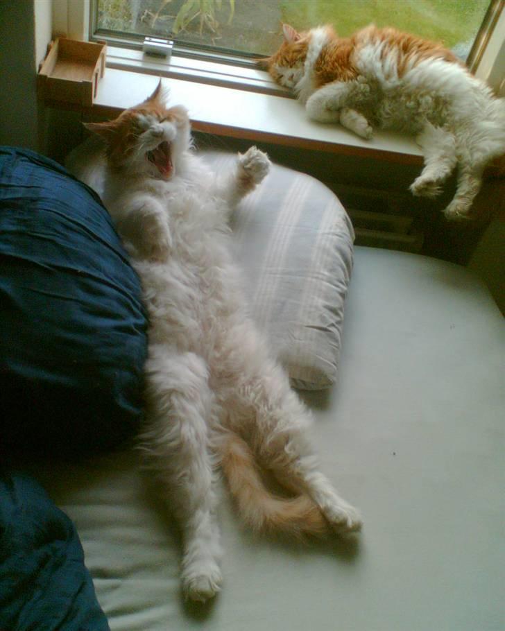 Maine Coon Durango - Øbberbøv sir´ "Go´mooooorn!" billede 2