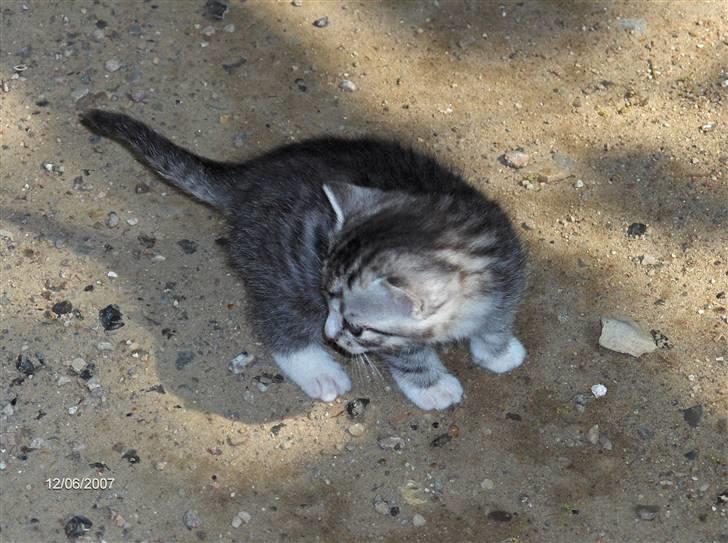 Blanding af racer Yankie billede 5