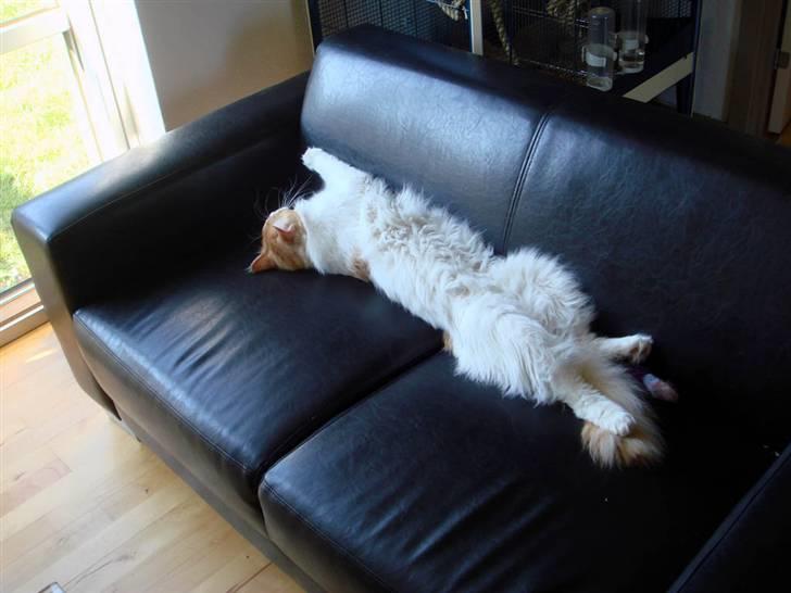 Maine Coon Durango - Nøøjh en hel sofa for mig selv!!! billede 3