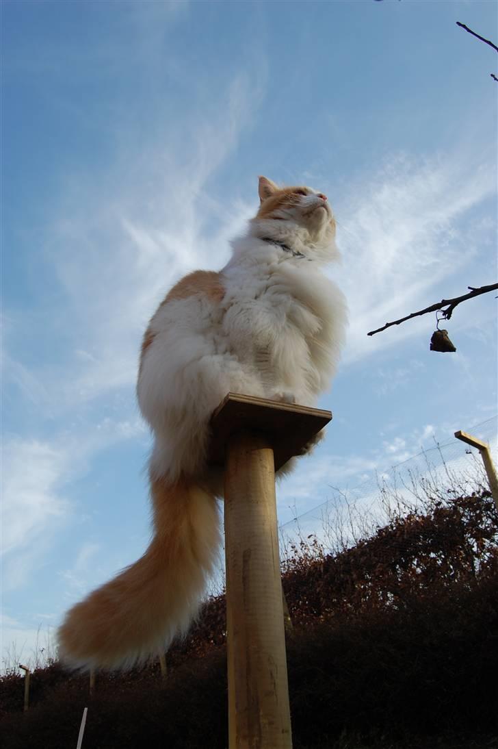 Maine Coon Durango - King of the Garden! billede 4