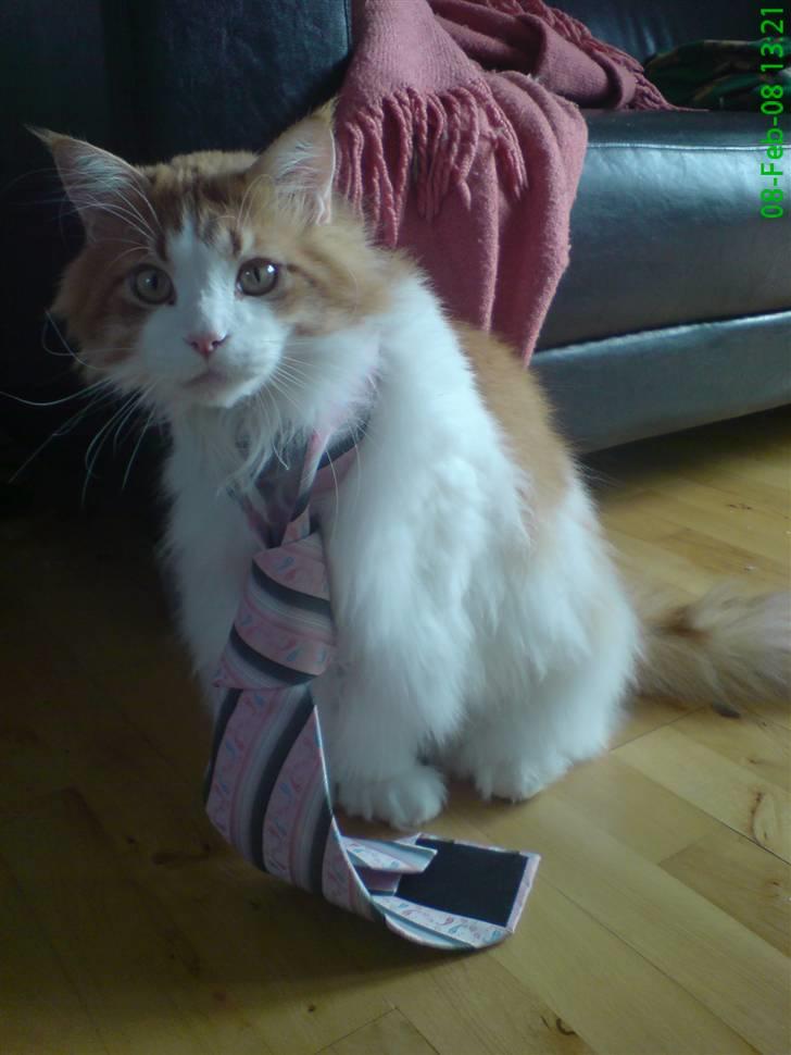 Maine Coon Durango billede 5