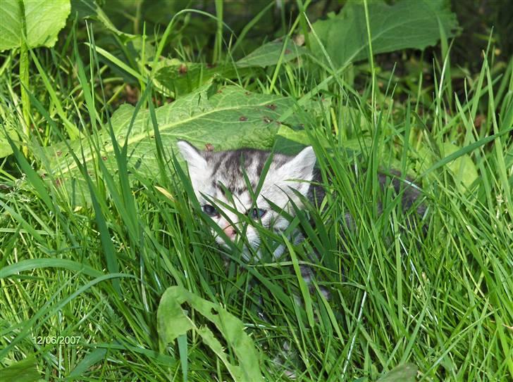 Blanding af racer Yankie billede 6