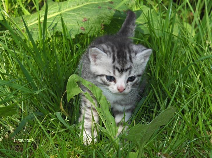 Blanding af racer Yankie billede 7