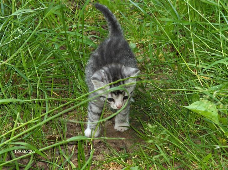 Blanding af racer Yankie billede 8