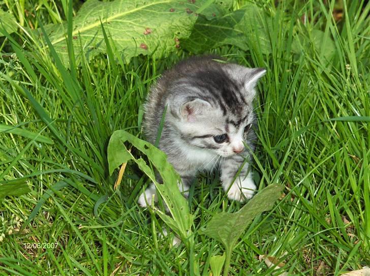 Blanding af racer Yankie billede 9