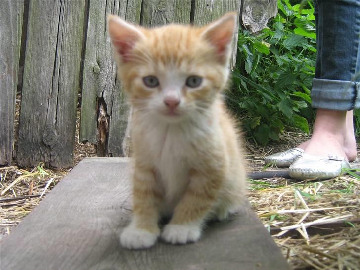 Huskat ollie billede 4