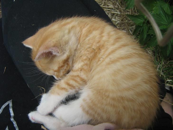 Huskat ollie billede 5