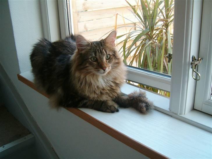 Norsk Skovkat Cæsar - Så flot er han nu! 9 måneder :) billede 1