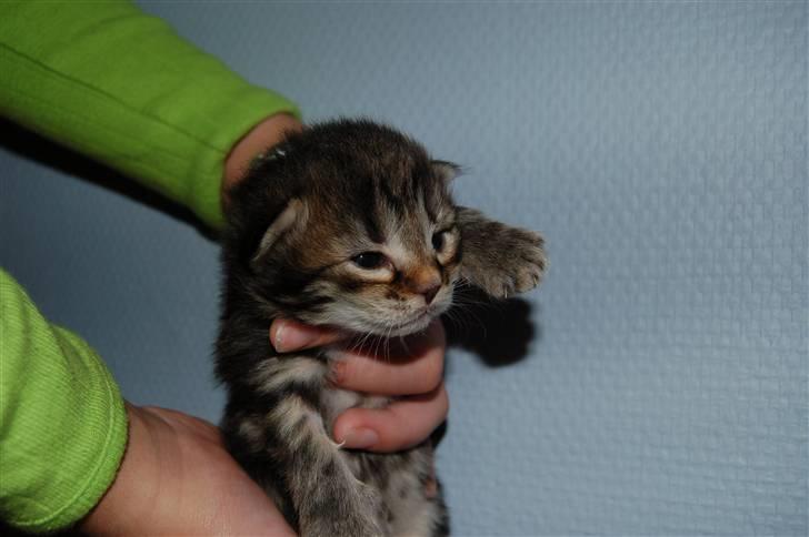 Norsk Skovkat Cæsar - 1 uge gammel, har lige fået øjne. billede 2