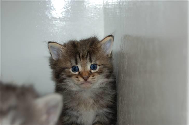 Norsk Skovkat Cæsar - 4 uger gammel, så sød billede 3