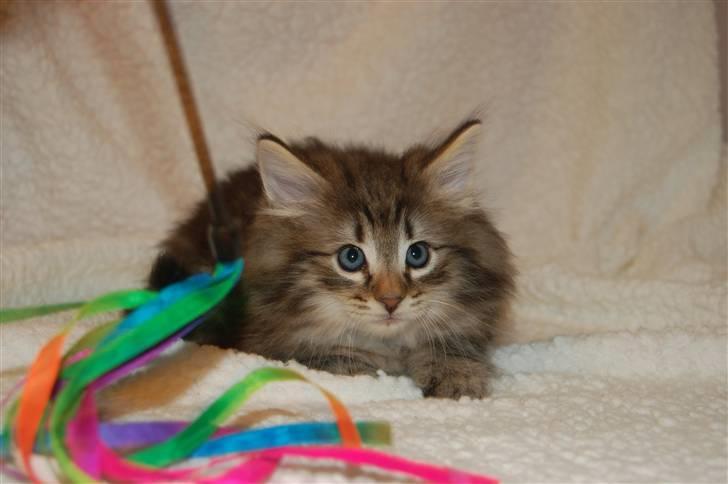 Norsk Skovkat Cæsar - 7 uger gammel billede 4