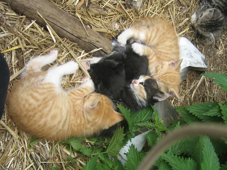 Huskat ollie billede 6