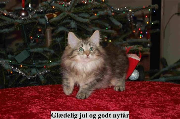 Norsk Skovkat Cæsar - 12 uger gammel, glædelig jul :) billede 6