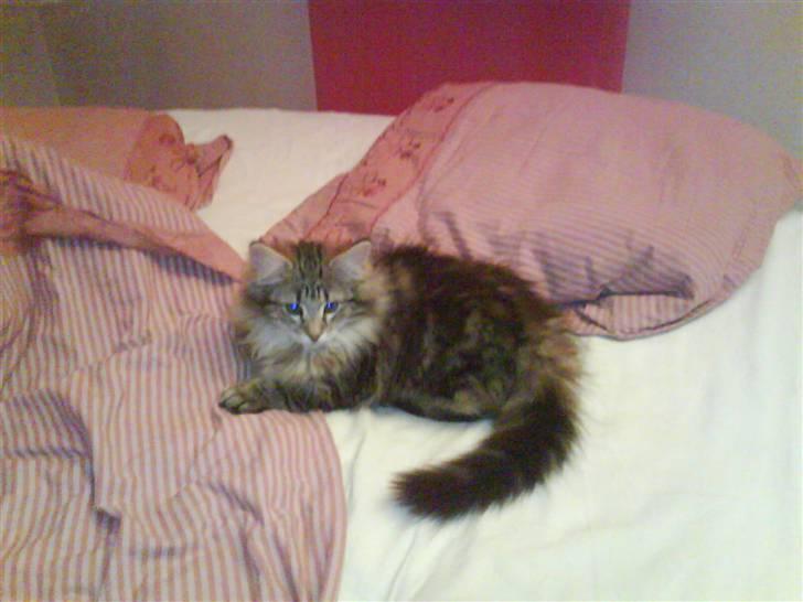 Norsk Skovkat Cæsar - Lige stået op! billede 7