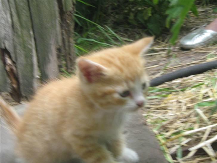 Huskat ollie billede 7