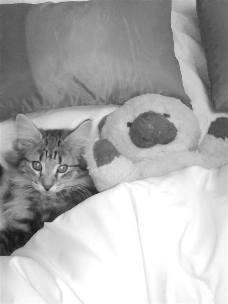 Norsk Skovkat Cæsar - På vej i seng :) billede 8